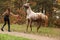 Pretty girl working with horse, natural horsemanship