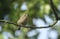 A pretty Goldcrest Regulus regulus perching on a branch in a tree. It is hunting for insects to eat.