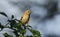 A pretty Goldcrest Regulus regulus perching on ivy leaves searching for insects to eat.