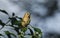 A pretty Goldcrest Regulus regulus perching on ivy leaves searching for insects to eat.