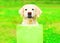 Pretty Golden Retriever dog is holding a green shopping bag