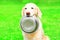 Pretty Golden Retriever dog is holding in the teeth a bowl