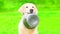 Pretty Golden Retriever dog is holding in the teeth a bowl