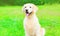 Pretty Golden Retriever dog is sitting on grass summer