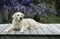 Pretty golden retriever is laying down on a wood deck