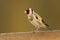 A pretty Goldfinch, Carduelis carduelis, perched on a wooden fence.