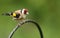 A pretty Goldfinch Carduelis carduelis perching on a metal post.