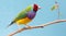 Pretty Gouldian Finch from Australia