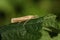 A pretty Grass Moth Agriphila tristella perching on a leaf in the UK.