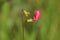 A pretty Grass Vetchling, Lathyrus nissolia, growing in a meadow in the UK.