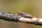 A pretty Grasshopper, resting on a twig in a meadow in the UK.