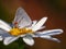 A pretty gray hairstreak butterfly sipping nectar from a flower