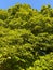 Pretty Green August Tree With Leaves in Summer