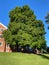 Pretty Green August Tree in Summer