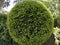 A pretty green ball in the garden, a round cut yew