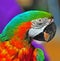 Pretty Green head Macaw