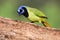 Pretty green jay on tree branch