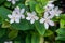 Pretty green leaves bush and pure white petite starry petals of Snowflake, fragrant flower blossom, know as Winter Cherry Tree