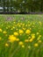 Pretty Green Meadow with lots of Colorful Spring Flowers