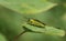 A pretty Green Sawfly Rhogogaster viridis resting on a aspen tree leaf.