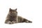 Pretty grey british shorthair lying down