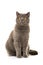 Pretty grey british shorthair sitting