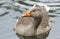 A pretty Greylag Goose, Anser anser, swimming on a lake.