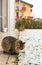 Pretty haired male cat of siberian breed in the garden in winter time