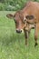 Pretty head of alpine brown young cow