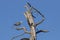 Pretty heron standing a barren branch