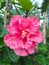 pretty hibiscus flower with clustered pink petals