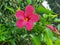 Pretty hibiscus flower in the green garden