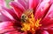 A pretty Honey Bee Apis mellifera nectaring on a Dahlia flower.