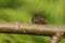 A pretty Horned Froghopper Centrotus cornutus perching on a branch.