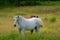 Pretty horse on a Canadian farm