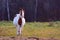 Pretty horse on a Canadian farm in Quebec,