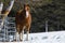 Pretty horse in a Quebec field in the Canadian winter