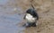 A pretty House Martin Delichon urbica sitting by the side of a muddy puddle.