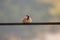 Pretty house sparrow standing on electric cable