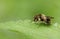 A pretty Hoverfly, Cheilosia illustrata perching on a leaf. A furry bumblebee mimic with a dark wing cloud.