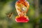 Pretty hummingbird hovering near colorful feeder