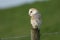 A pretty hunting Barn Owl, Tyto alba, perching on a fence post at first light.