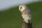 A pretty hunting Barn Owl, Tyto alba, perching on a fence post at first light.