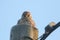 A pretty hunting Kestrel, Falco tinnunculus, perched on top of a telegraph pole.