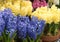 Pretty hyacinth flowers composition, cheerful spring bouquet made by florist