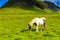 Pretty Icelandic horses grazing