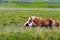 Pretty Icelandic horses grazing