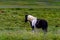 Pretty Icelandic horses grazing