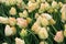 Pretty image of yellow and pink tulips in corner of landscaped garden