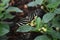 Pretty Image of a Zebra Butterfly in the Spring